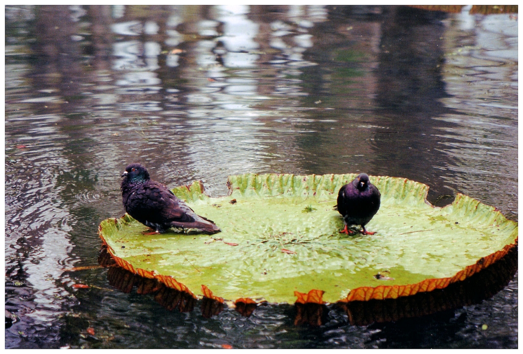 01 - Ile Maurice (3).jpg